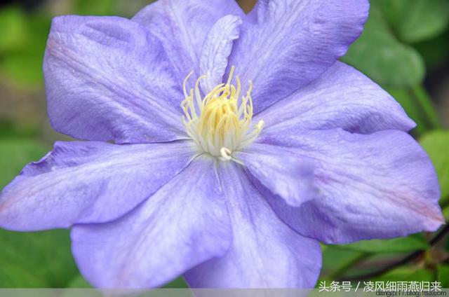 「花册」100种花卉植物图片名称大全「第十册」