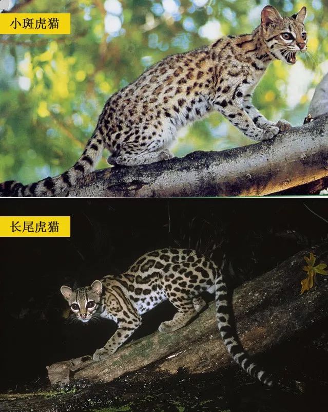 同属的小斑虎猫和长尾虎猫与其外表相近,分布于同一地区.
