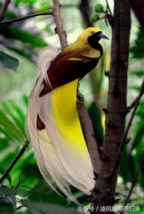 世界上最漂亮的鸟——天堂鸟,太美了,光彩夺目