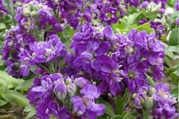 34 紫罗兰 紫罗兰,4月开花,花期长达三个月,花语永恒的爱.