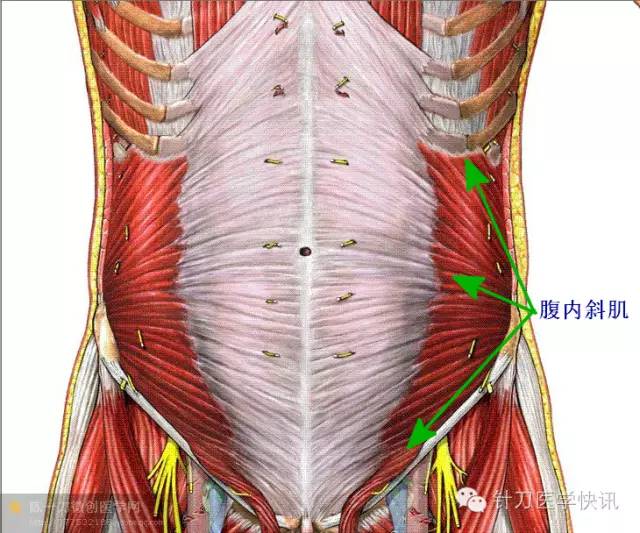 腹斜肌——腹外斜肌和腹内斜肌走行方向分别与肋间外肌和肋间内肌