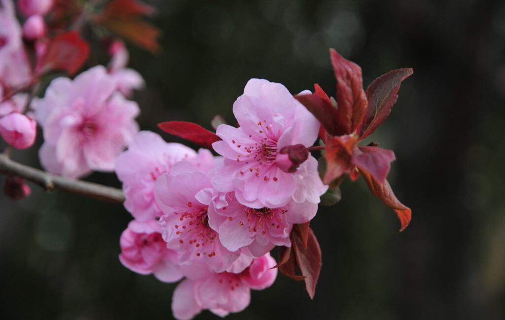 17种常见樱花品种介绍