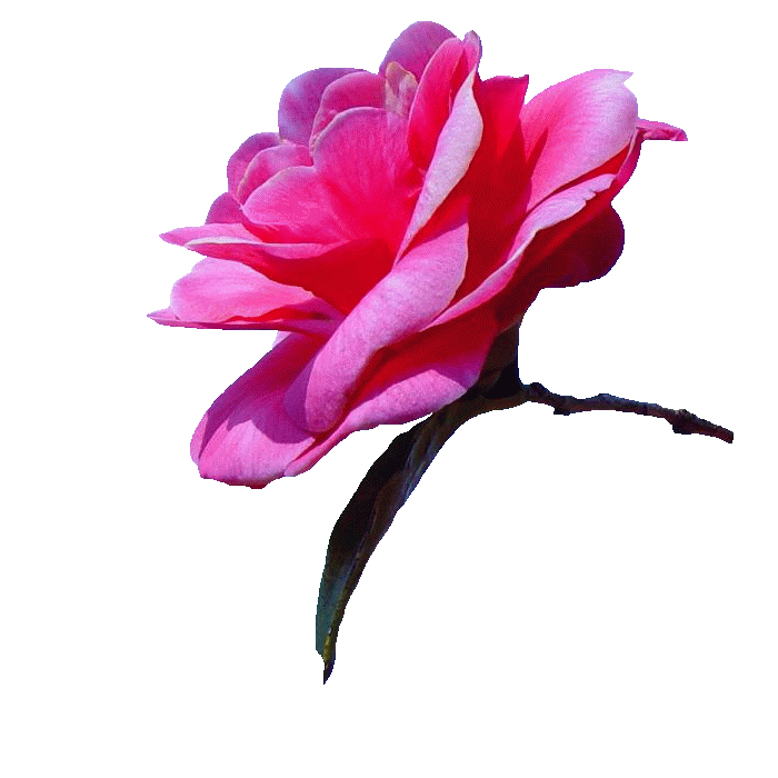 png透明素材之花枝绿叶