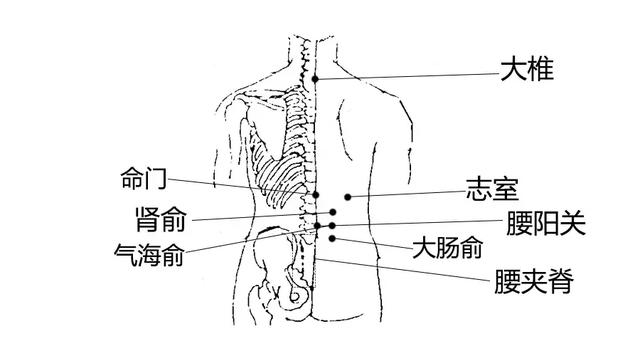 特别提示:肾俞直刺0.5~1寸;每次留针 20~30分钟,每日1次,10次为1疗程.