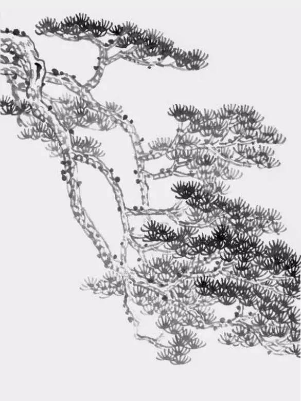 图文教程松树的画法