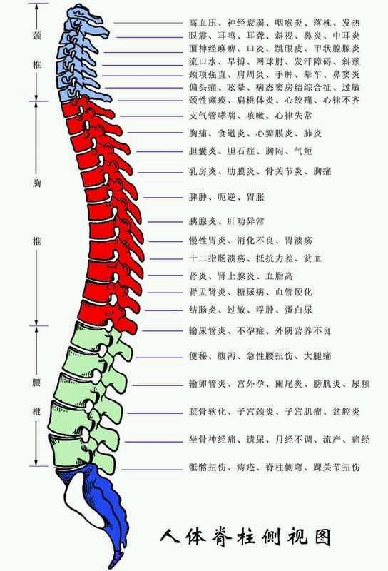 脊椎简介:         脊椎由7块颈椎骨,12块胸椎骨,5块腰椎骨,1块骶椎