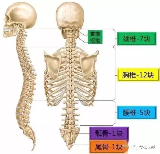 骨科干货——脊柱基础知识及诊断大全