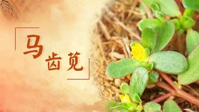 有特殊的香气和强烈辣味