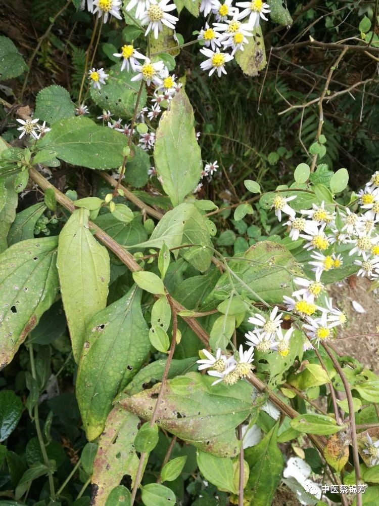 清热解毒葫芦茶,消积杀虫利退黄 | 本草江湖第422期