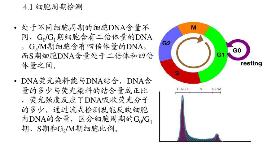 3,细胞周期分析核酸染料