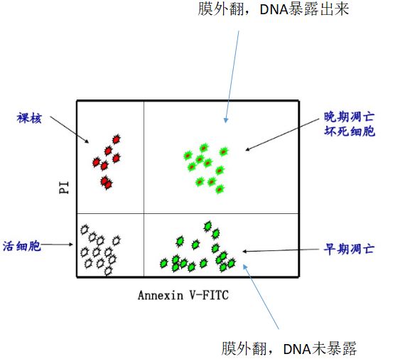 annexin v:识别凋亡细胞 pi:识别死细胞 6,caspase-3法检测细胞凋亡