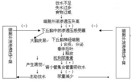 有关水平衡调节的问题