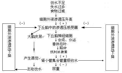 有关水平衡调节的问题