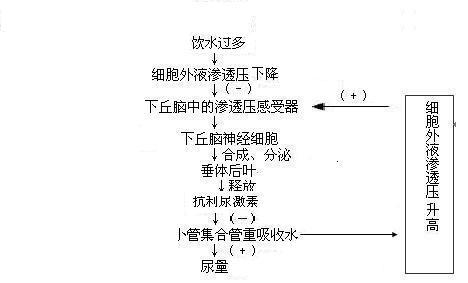 有关水平衡调节的问题