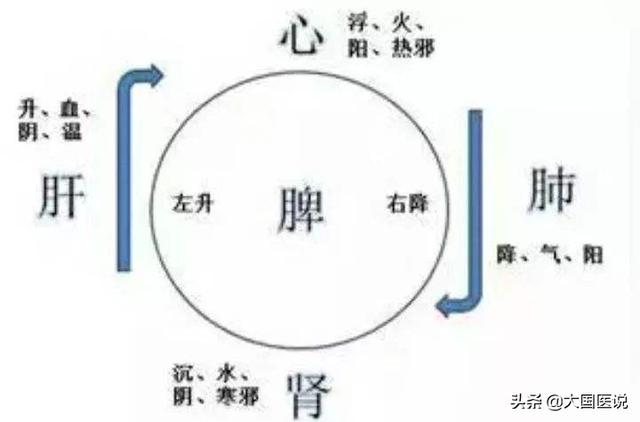 焦气化化生宗气,与肺关系密切;中焦气化化生营卫之气,与脾胃关系密切