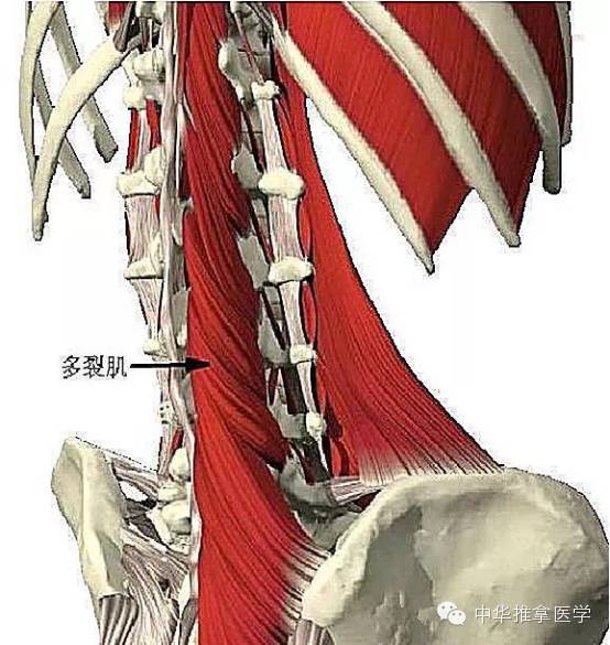 肌束似多裂肌,但更短,胸回旋肌比较发达,包括十一对近似方形的小肌