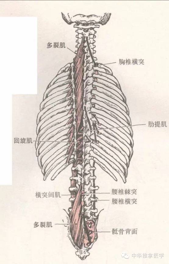 脊柱侧弯的相关肌肉[好网角文章收藏]