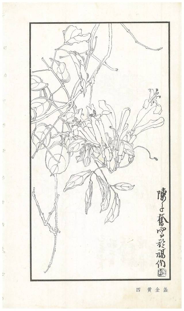 《陈子奋白描花卉册》图赏(多图)