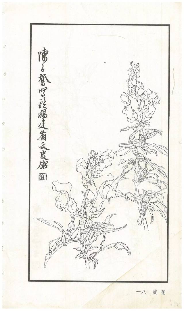 陈子奋白描花卉册图赏多图