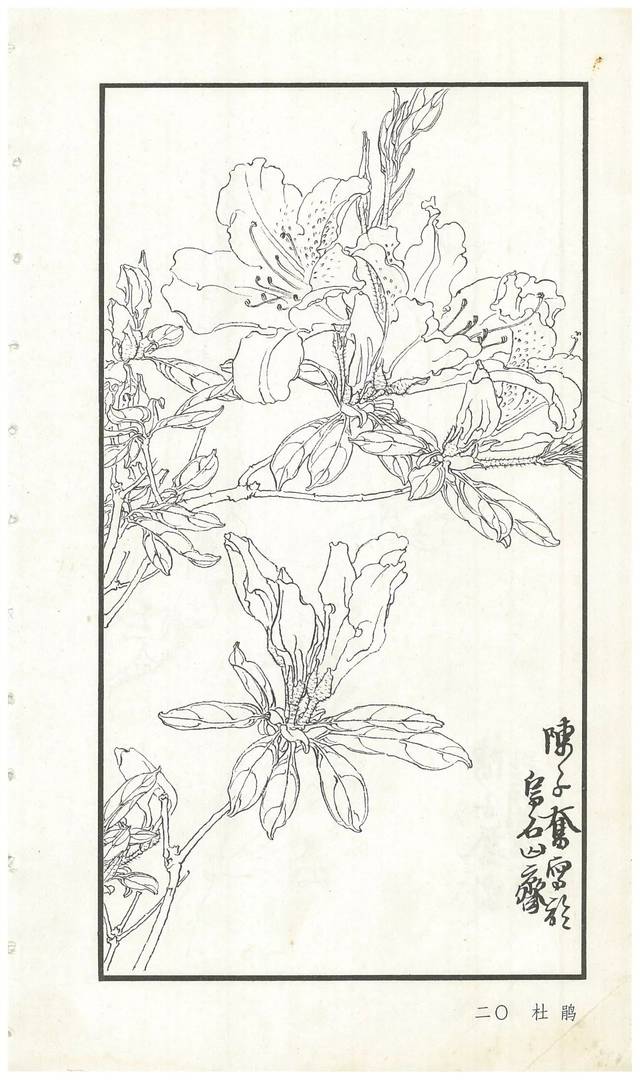 《陈子奋白描花卉册》图赏(多图)