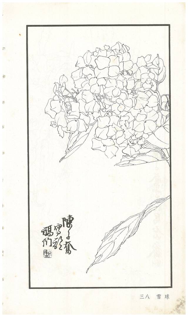 《陈子奋白描花卉册》图赏(多图)