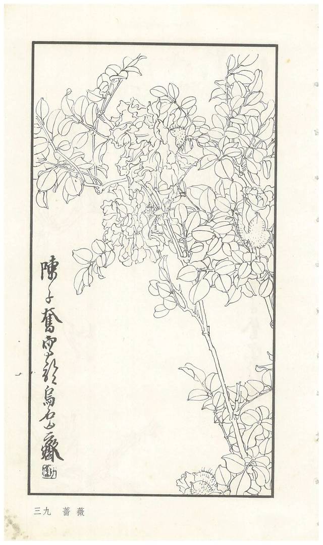 《陈子奋白描花卉册》图赏(多图)