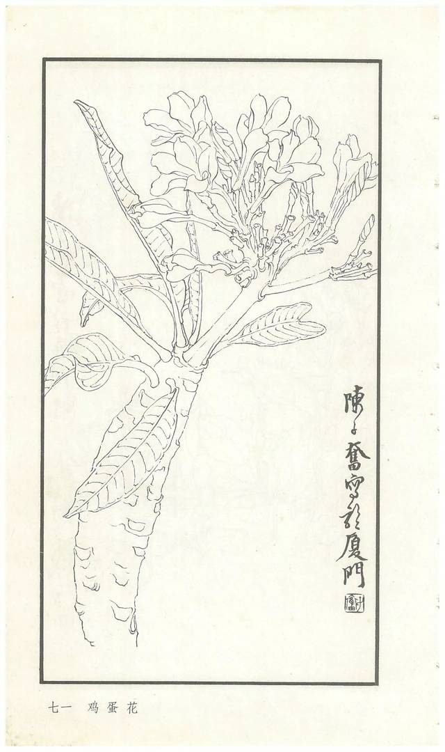 《陈子奋白描花卉册》图赏(多图)