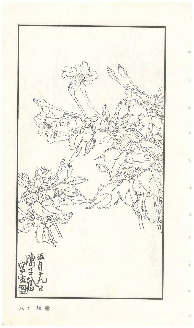 《陈子奋白描花卉册》图赏(多图)