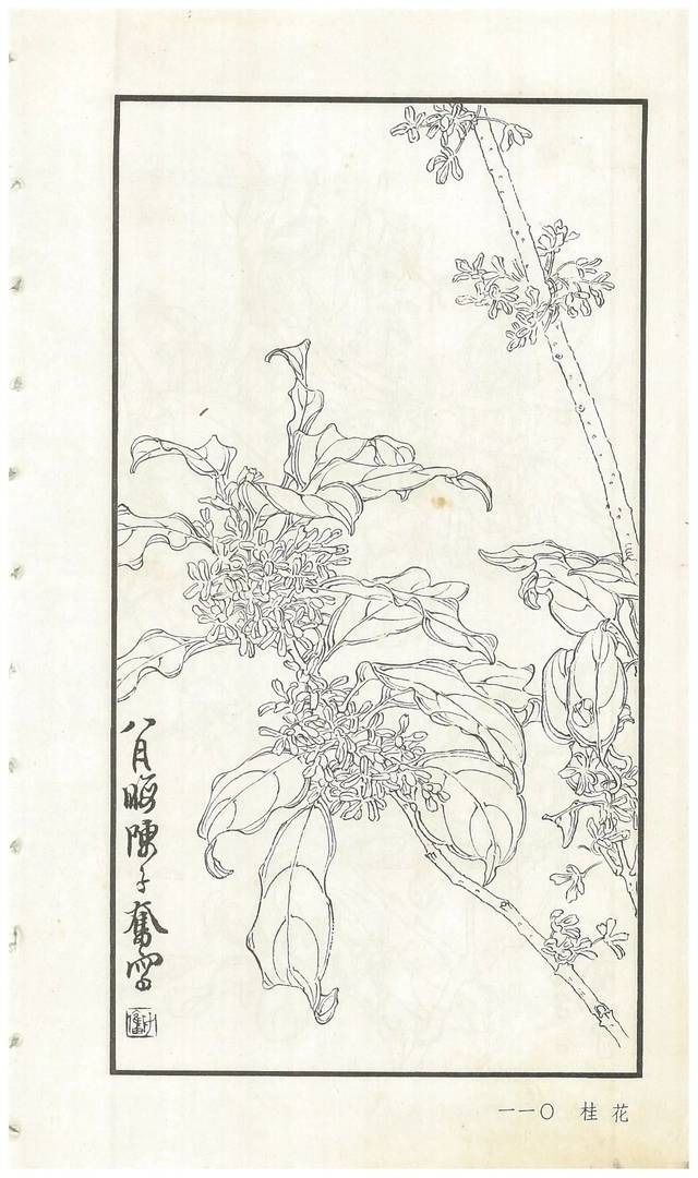 《陈子奋白描花卉册》图赏(多图)