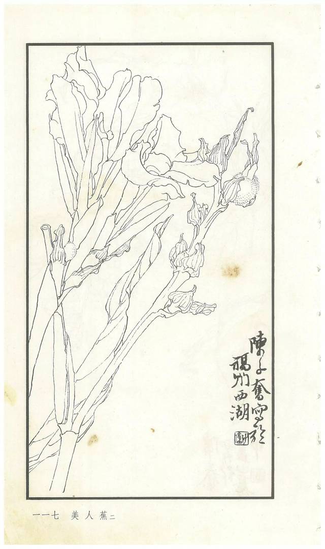 《陈子奋白描花卉册》图赏(多图)