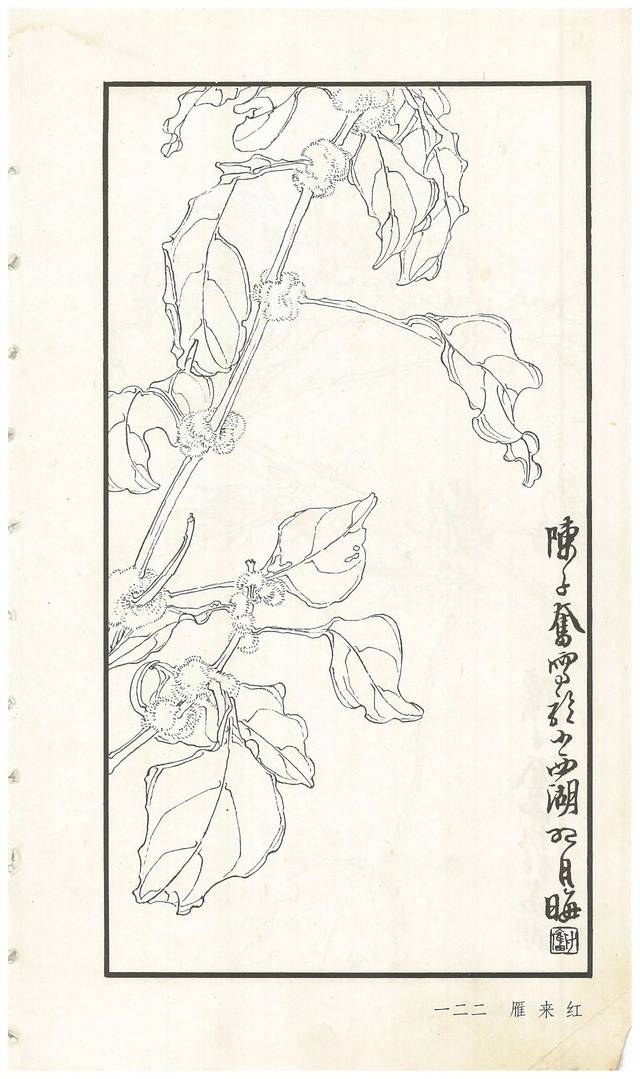 《陈子奋白描花卉册》图赏(多图)