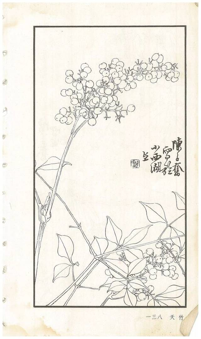 《陈子奋白描花卉册》图赏(多图)