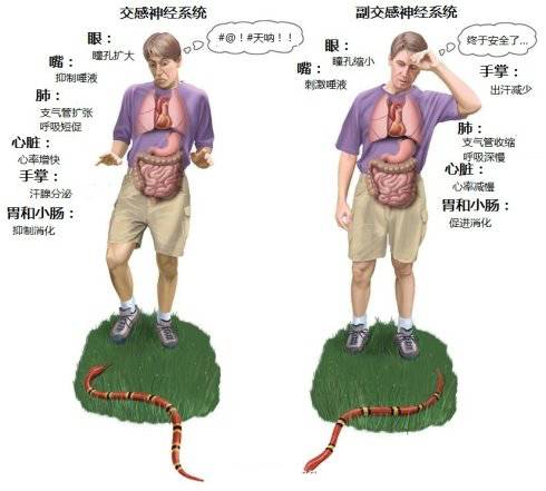 课程分享:丁赵《呼吸模式和情绪对颈肩疼痛的影响—呼吸与情绪》