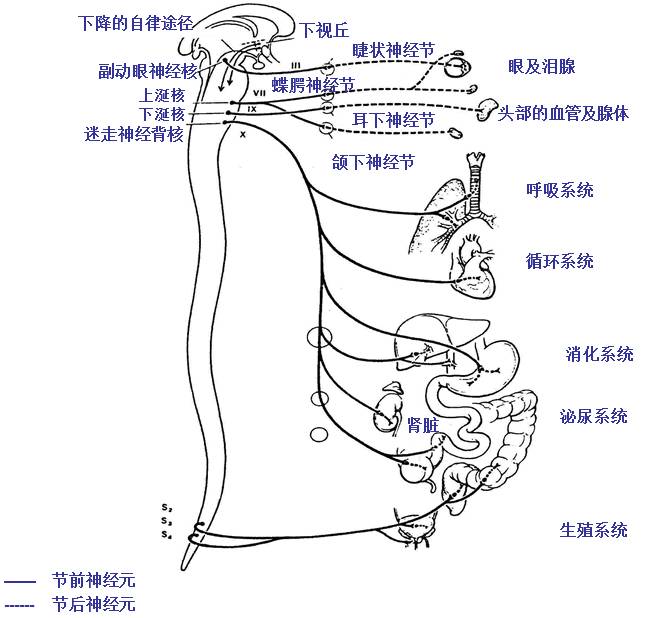 按照副交感神经纤维发出的部位来看,副交感神经系统可分为两部分:颅脑