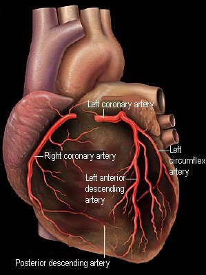 冠状动脉解剖