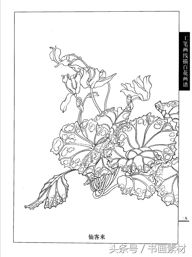 书画素材|工笔画线描百花画谱工笔菊,梅,牡丹,水仙,百合白描