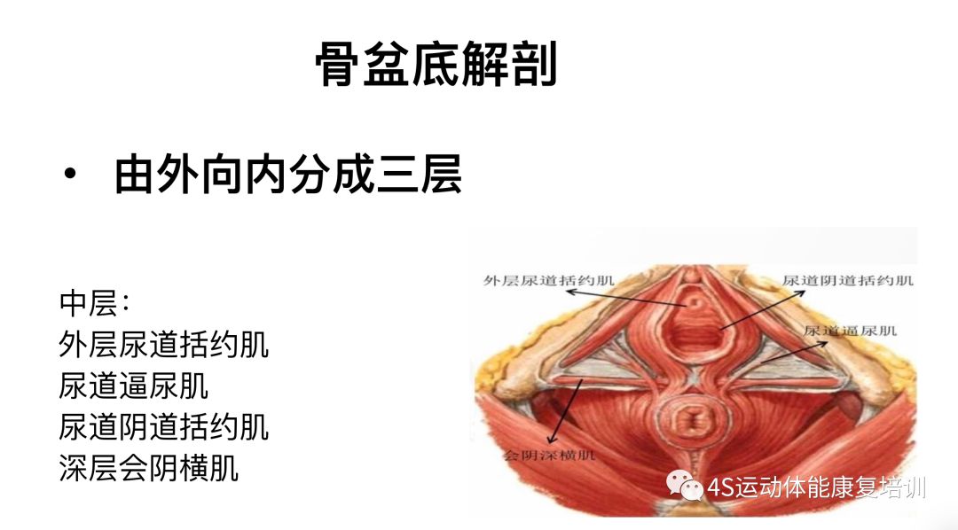 从盆底肌的解剖结构解析盆底肌的功能评估干预与训练