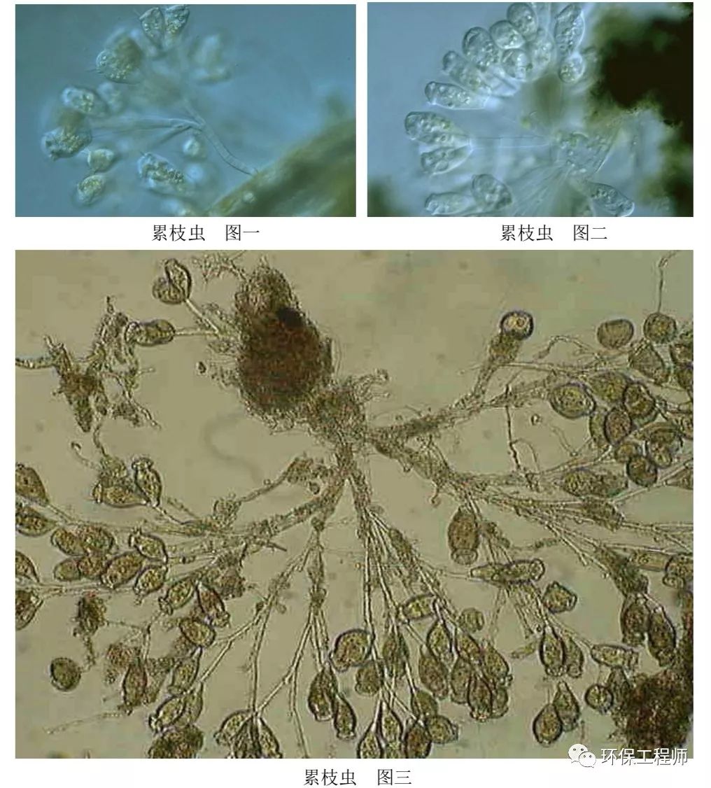 污水处理微生物图谱|高清版