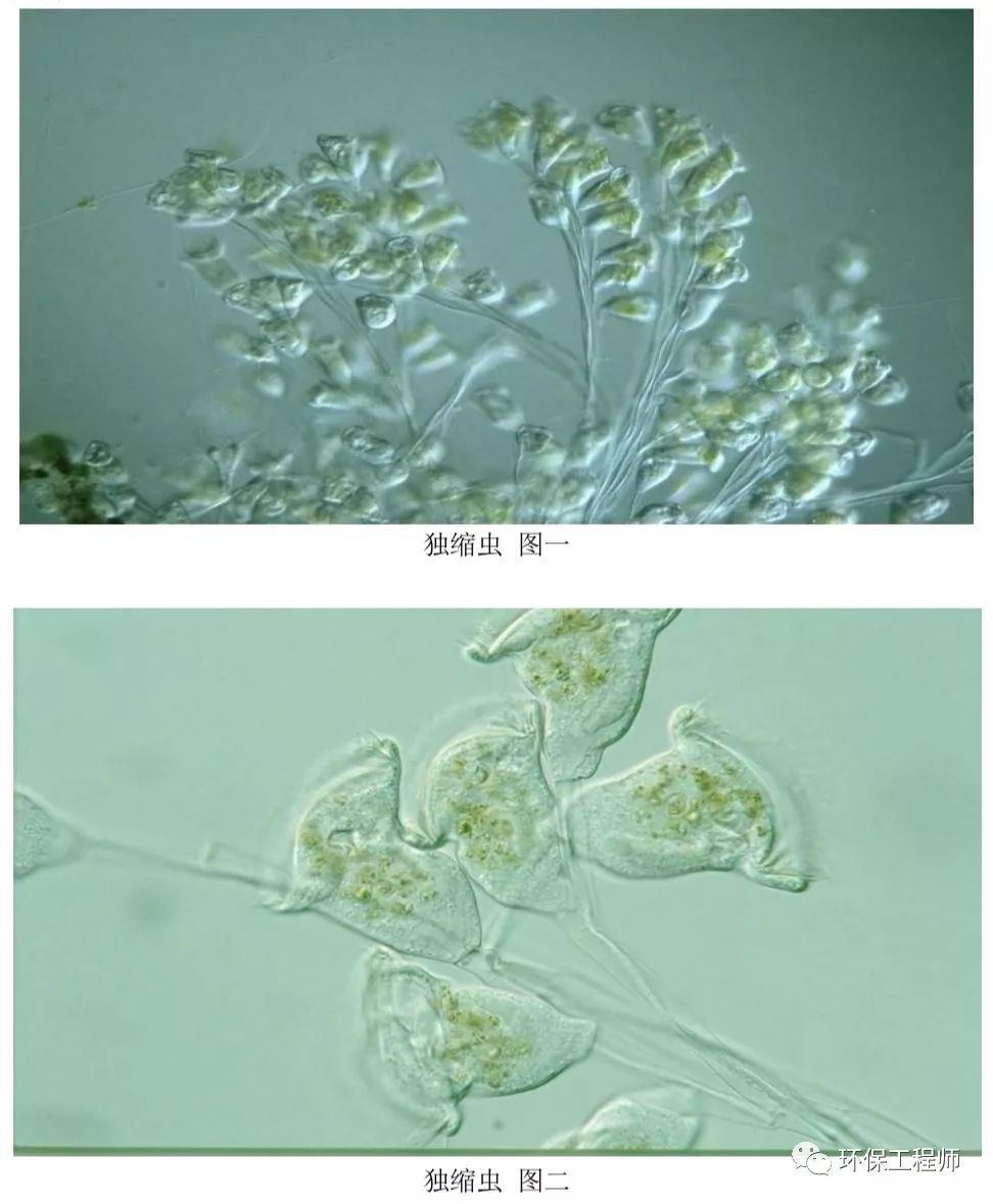 污水处理微生物图谱|高清版