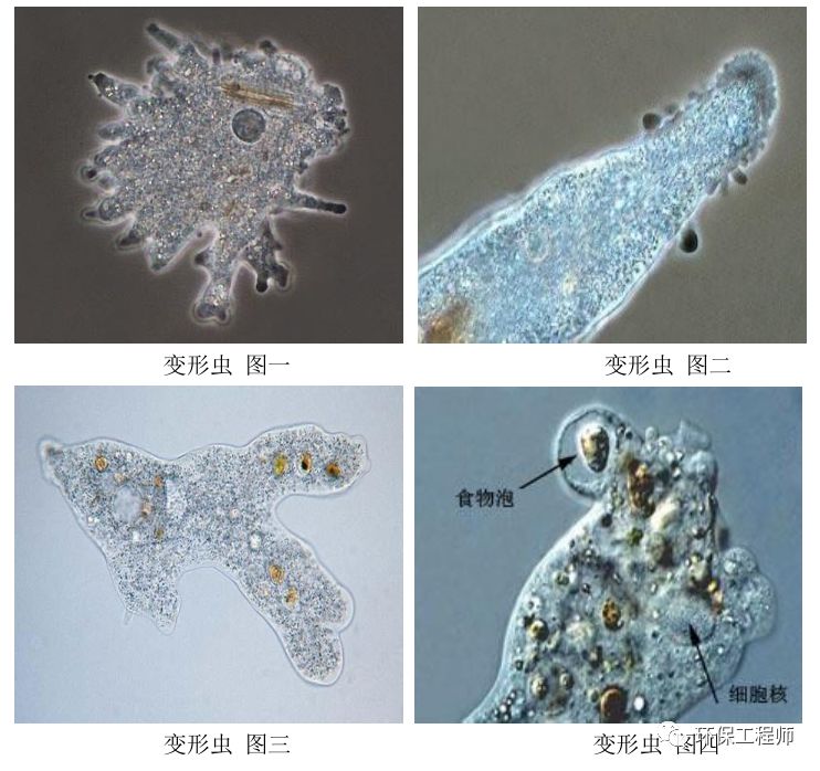 2.2草履虫