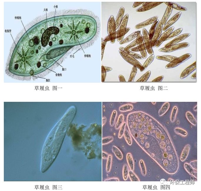 污水处理微生物图谱|高清版