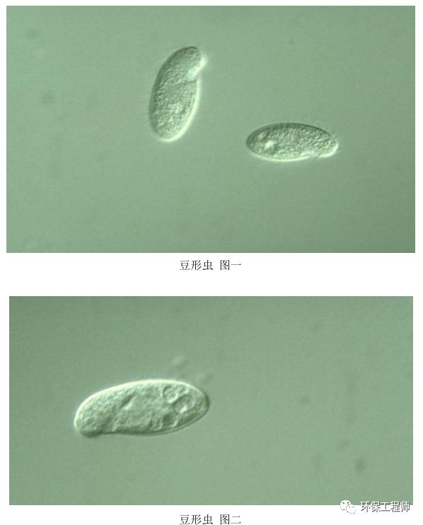 污水处理微生物图谱|高清版