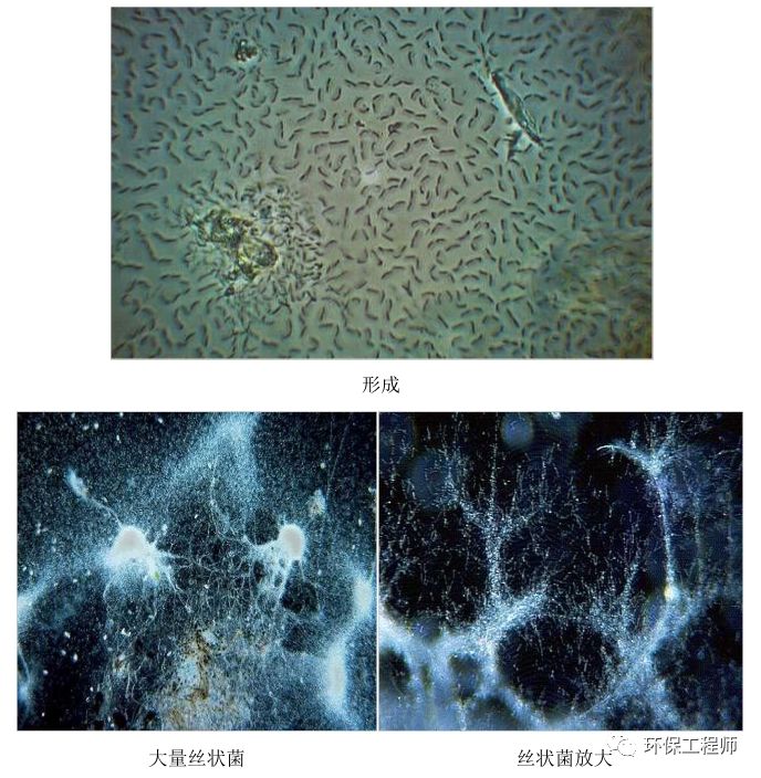 污水处理微生物图谱|高清版