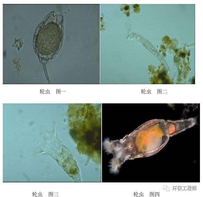 污水处理微生物图谱|高清版