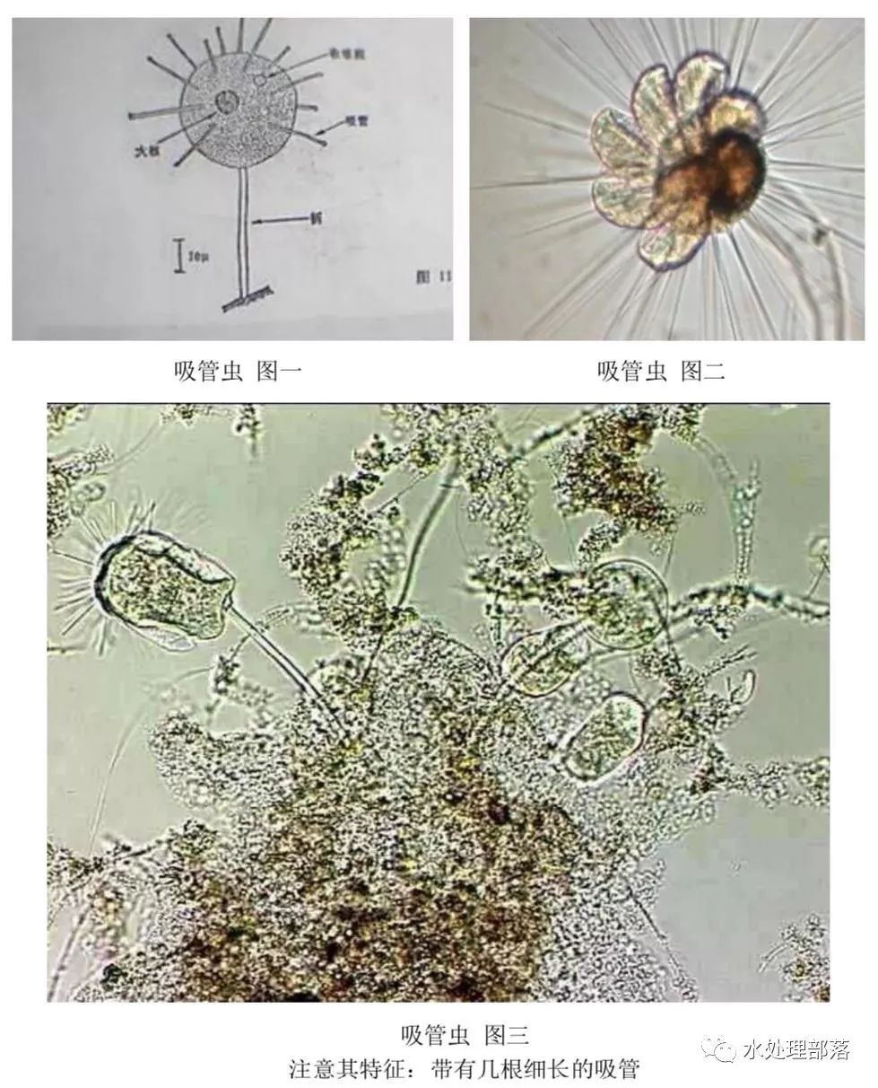 高清丨污水处理微生物图谱