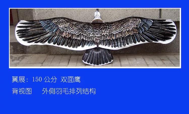 盘鹰款式50例百图(正反面)