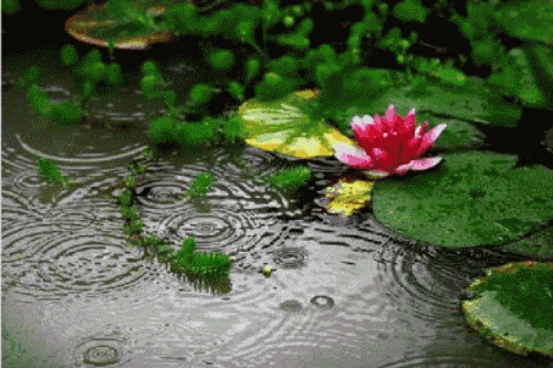 散文|《听雨》