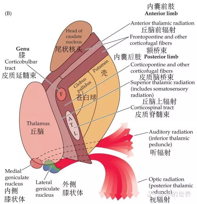 内囊前肢: 丘脑前辐射(额叶与丘脑之间的纤维连接) 额桥束(额叶与桥