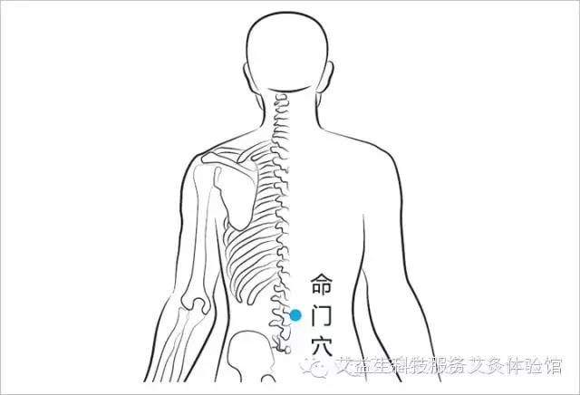 命门穴,为人体的长寿大穴!