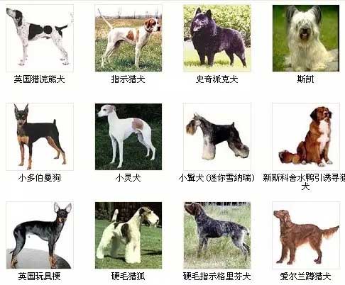 狗狗品种名字图片大全告诉你世界上的犬种有哪些